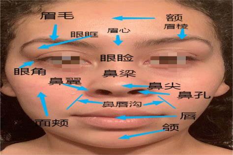 脸部各个部位名称图