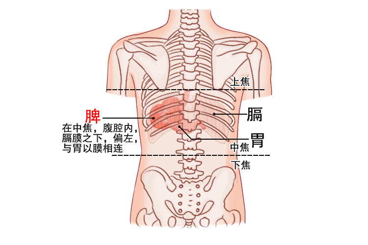 后背脾位置图