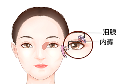 内眦泪囊部图