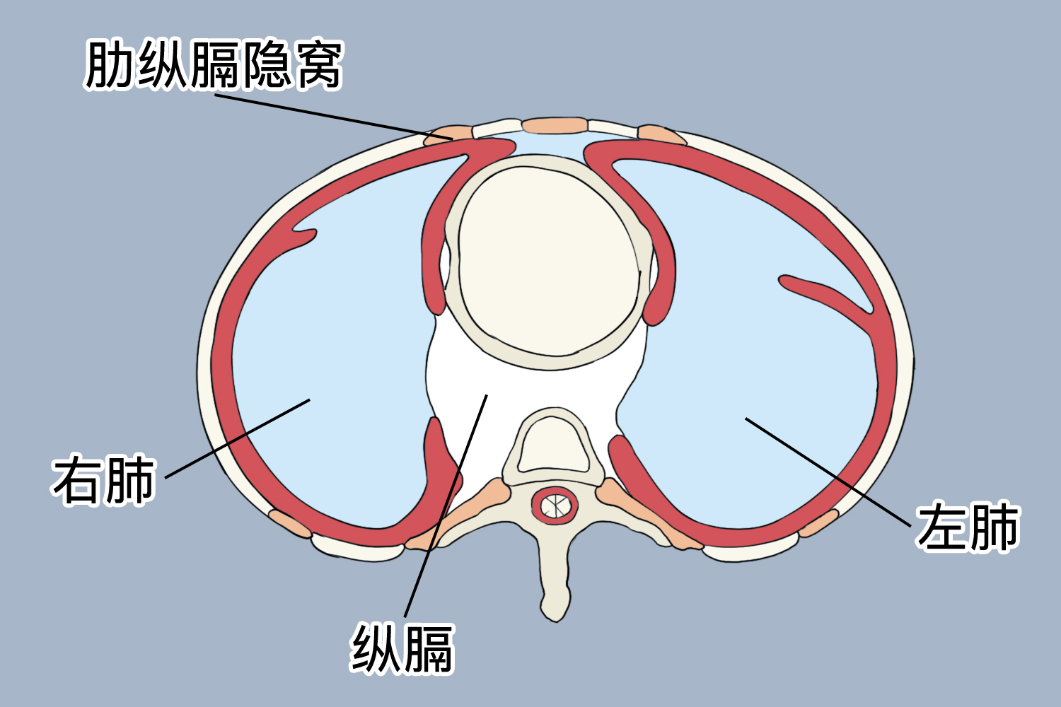 胸膜隐窝的位置示意图