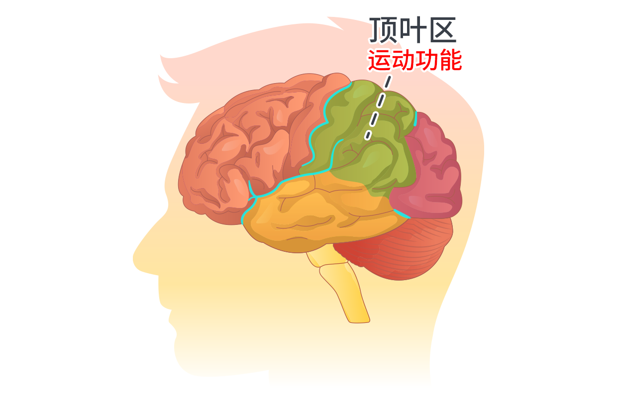 大脑运动功能区域分布图