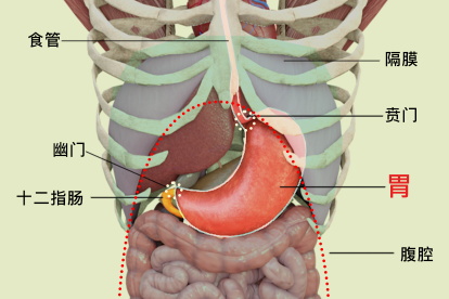 胃的位置图