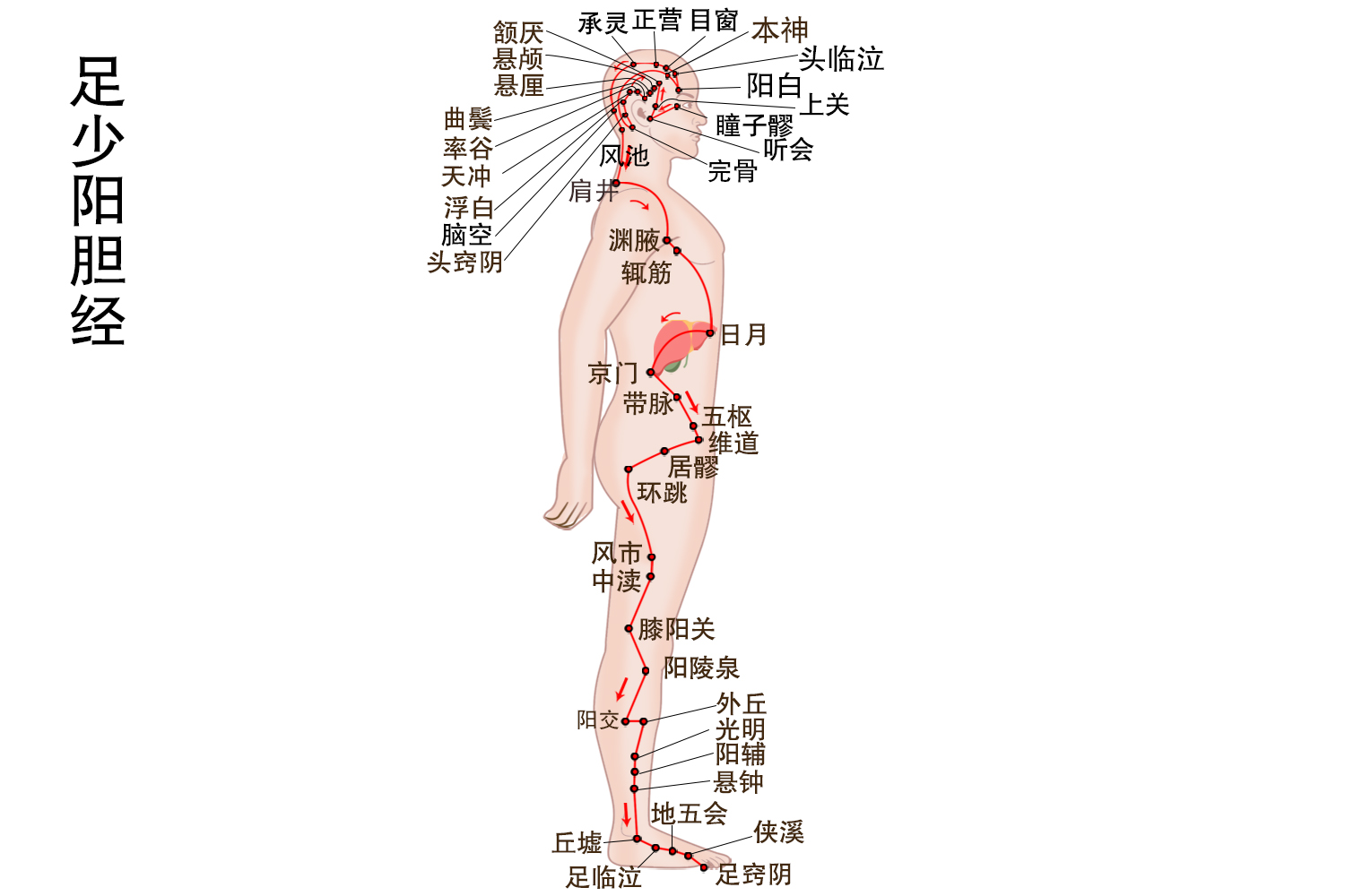 胆经的位置图 | 百度健康·医学科普