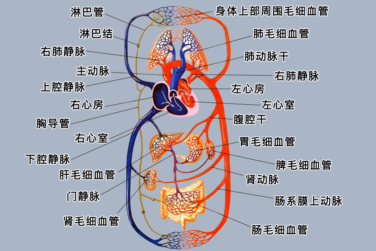 循环系统器官分布图