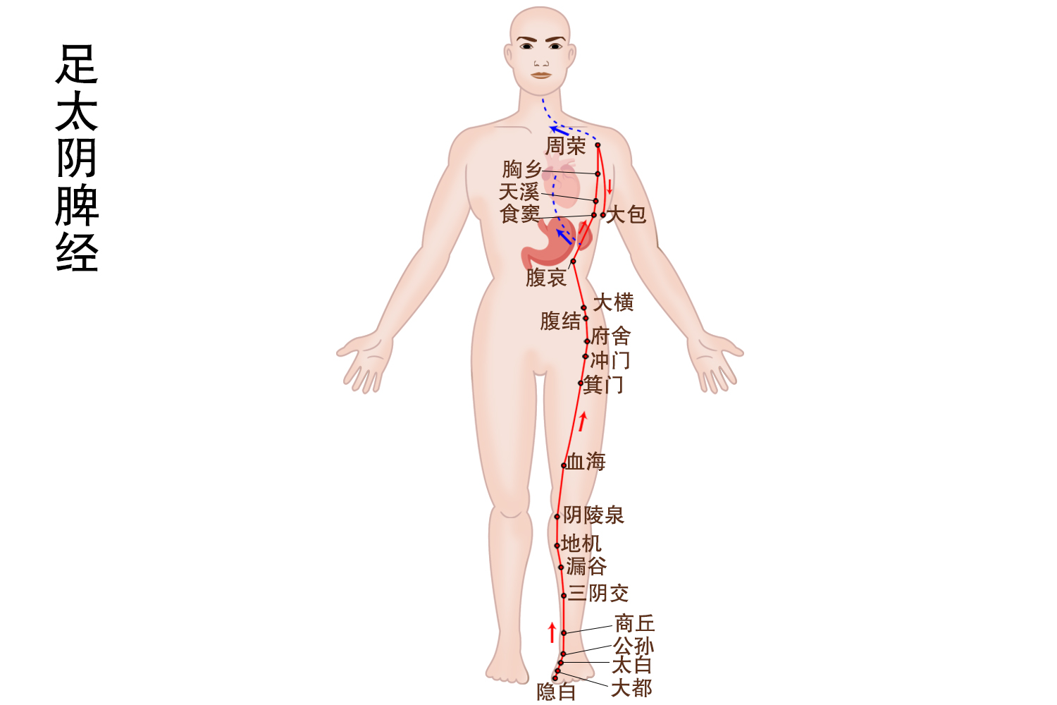 脾经络及走向图