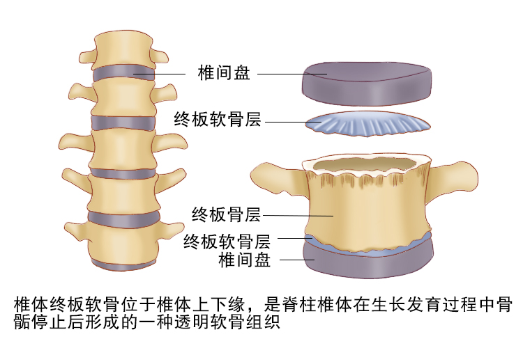 软骨终板解剖图