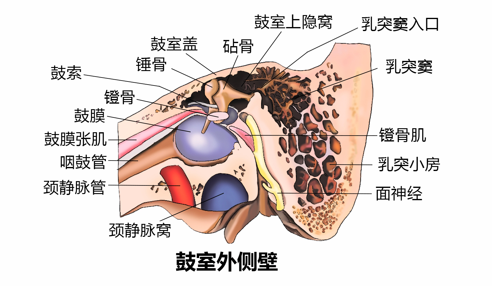 中耳结构图