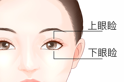 上下眼睑是哪个部位图片