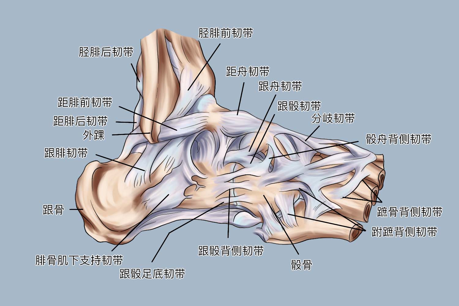 足韧带解剖图