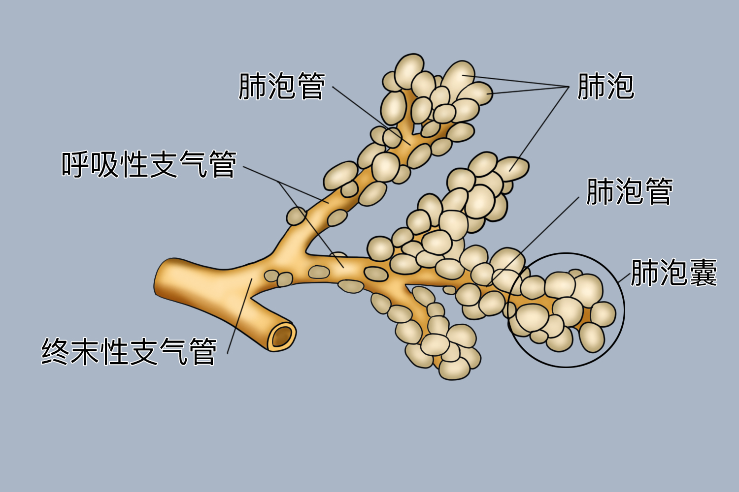 肺泡结构图