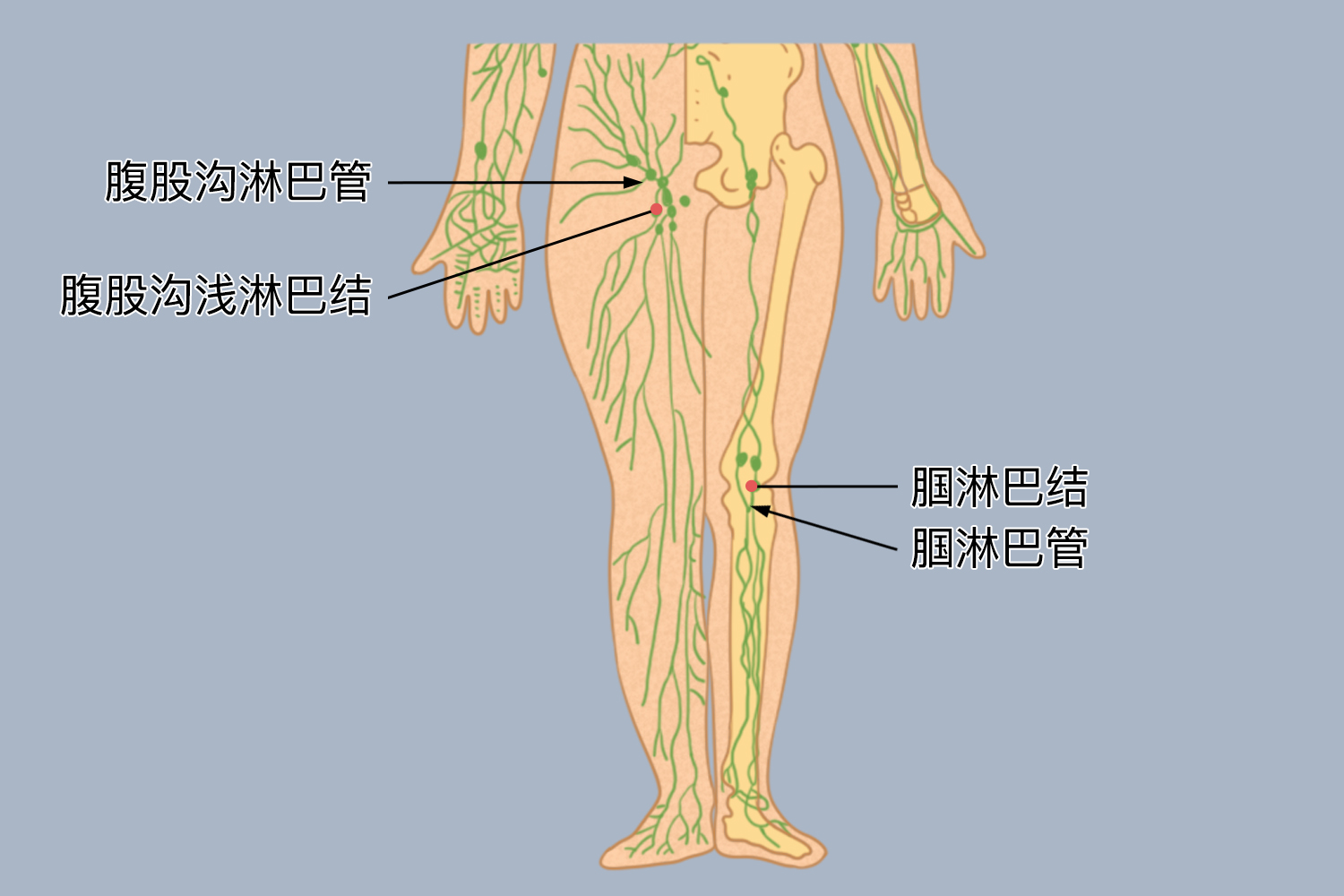 腹股沟、腘淋巴淋巴系统