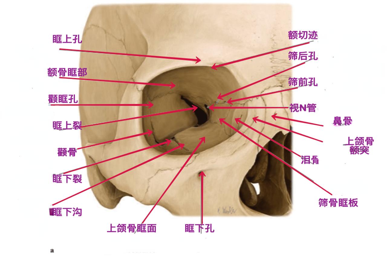 眼眶骨结构图