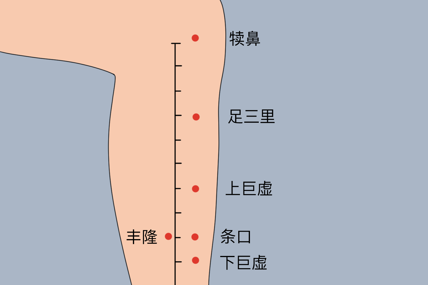 脾胃贴贴敷于足三里穴位置图