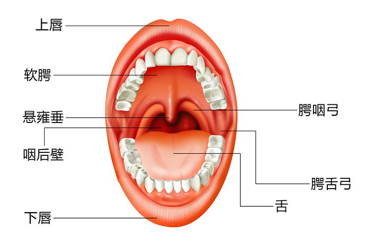 小舌头位置图