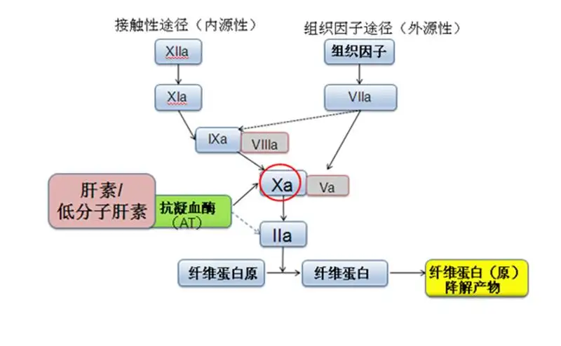 凝血过程示意图