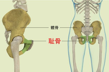 耻骨是哪个部位? | 百度健康·医学科普