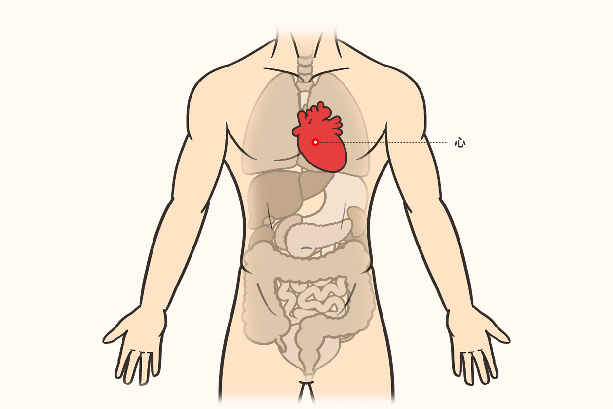 人体心脏位置图