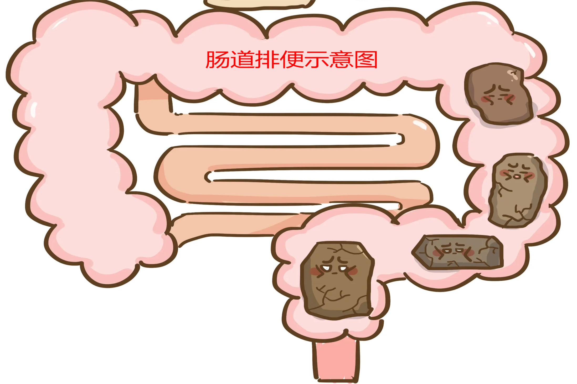 肠道排便示意图