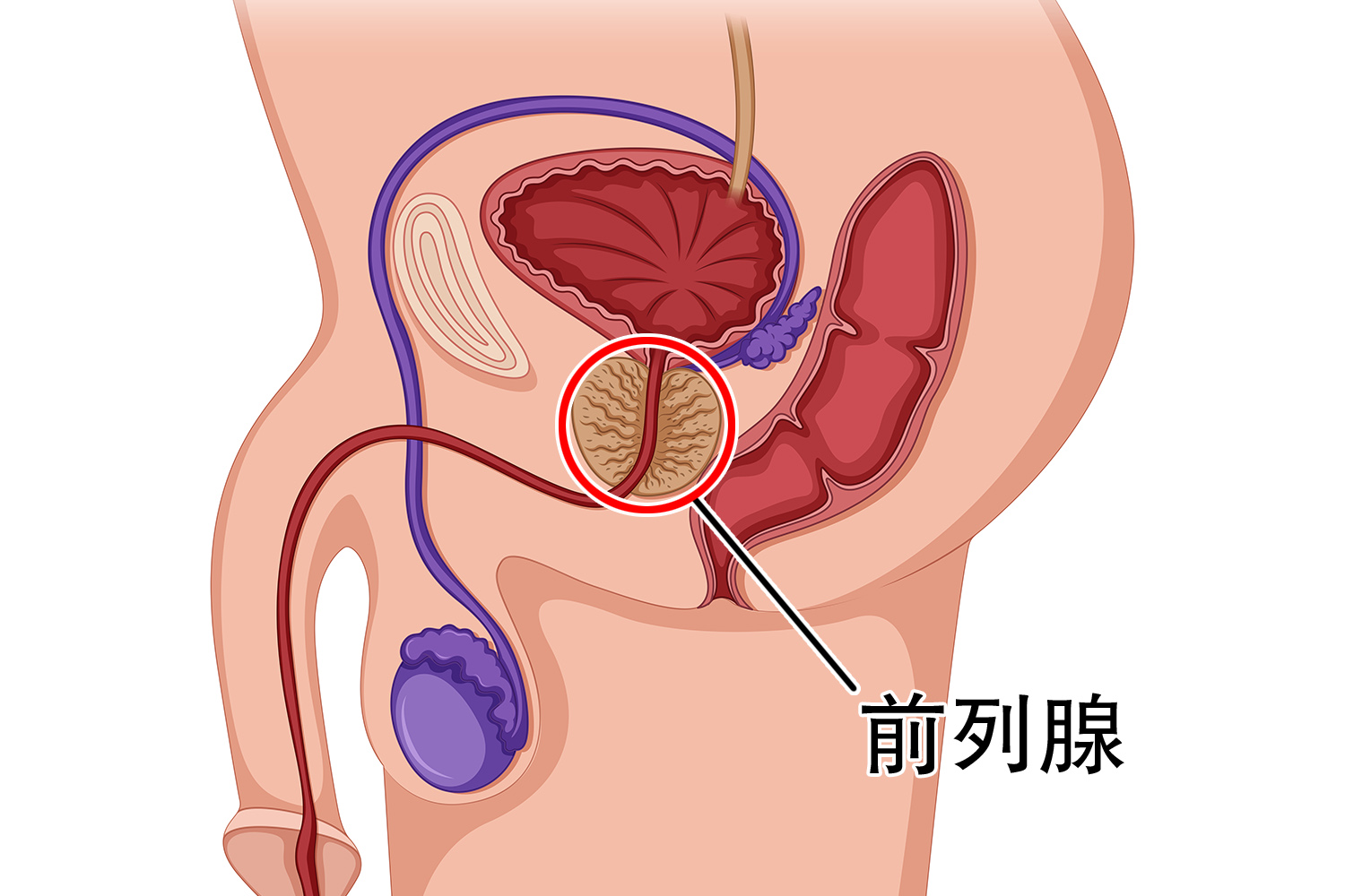 前列腺位置
