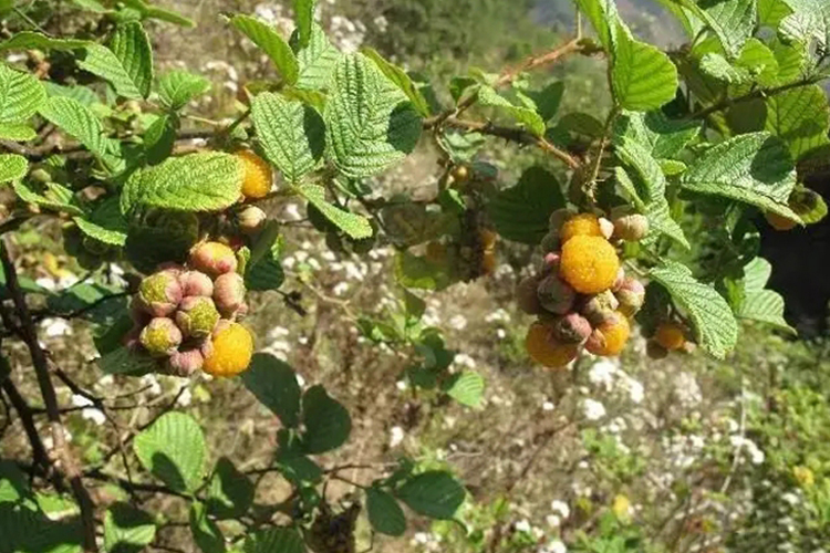 黄泡刺根图片的功能主治 | 百度健康·医学科普