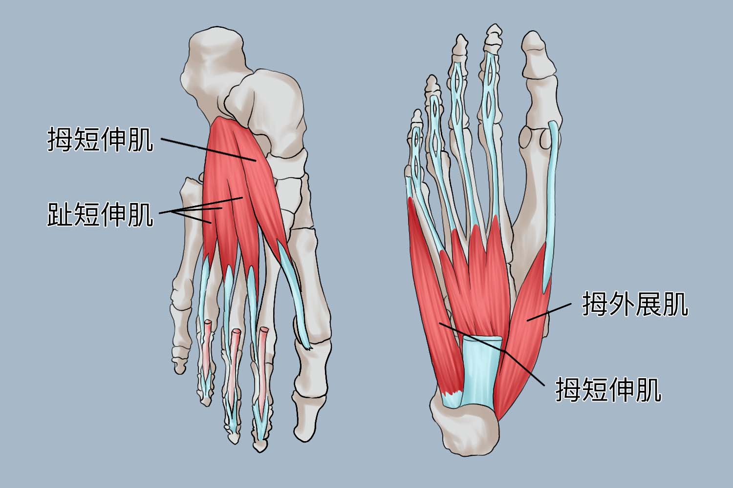 足背肌解剖图