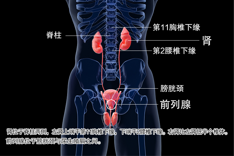 前列腺和肾的位置图 | 百度健康·医学科普