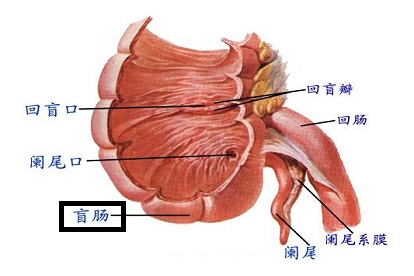 盲肠图