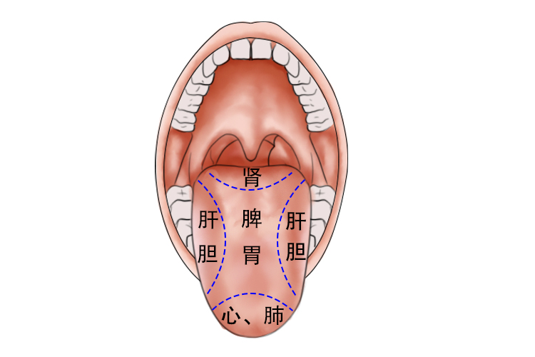 舌头五脏六腑分布图