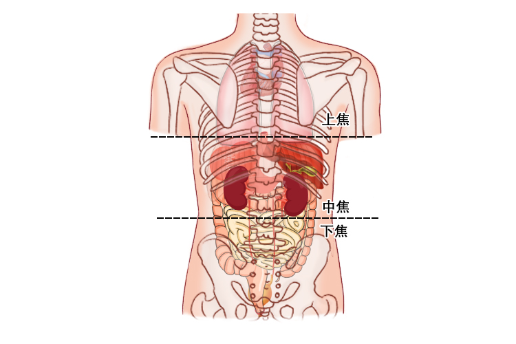 后背三焦位置图