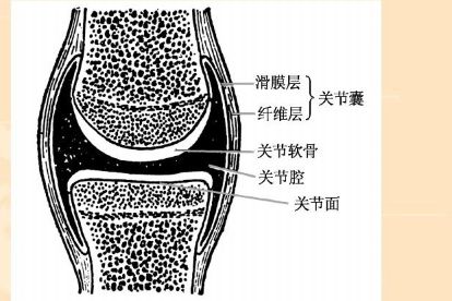 关节囊解剖图