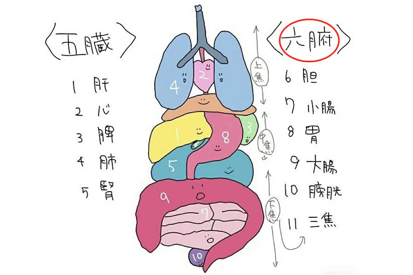 六腑位置图