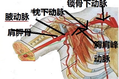 胸肩峰动脉解剖图