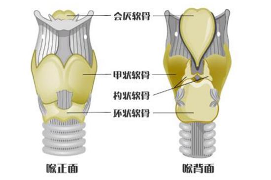 喉软骨结构图