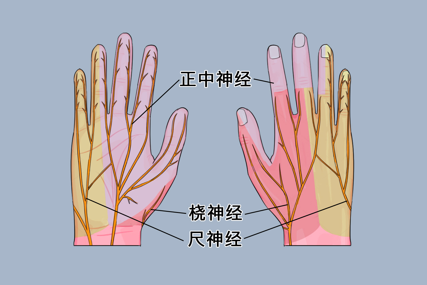 手上的神经分布图 | 百度健康·医学科普