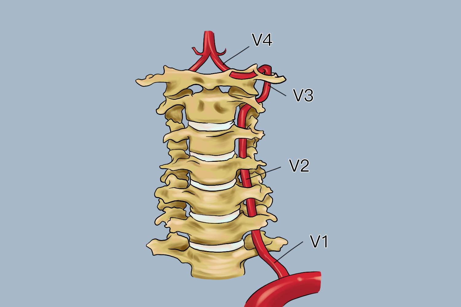 椎动脉分段解剖图