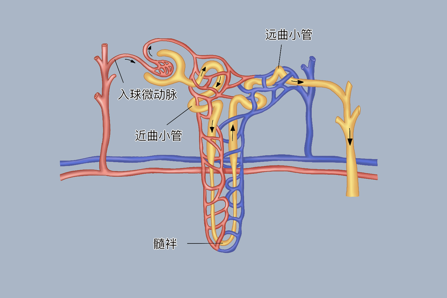 肾单位的组成示意图 | 百度健康·医学科普