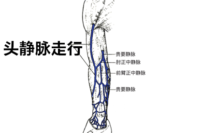 头静脉走行图