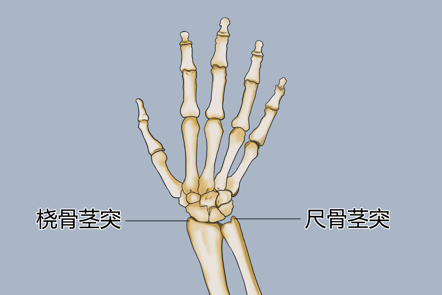 手腕尺骨茎突图片