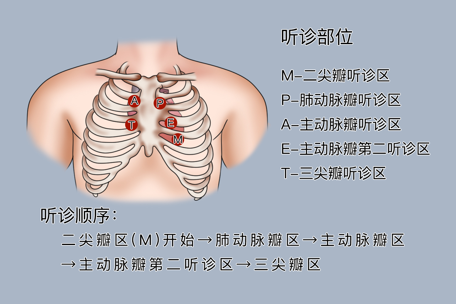 心音五个听诊区位置 | 百度健康·医学科普