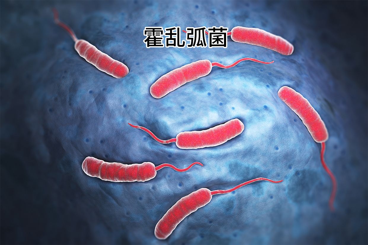 霍乱弧菌照片 | 百度健康·医学科普