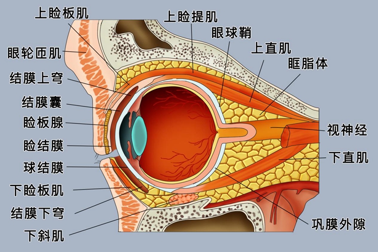 结膜图