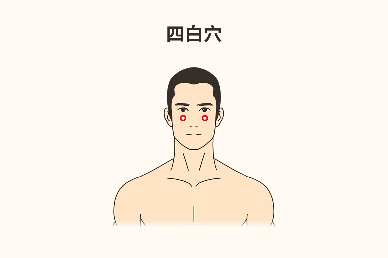 四白的功效与作用位置图 | 百度健康·医学科普