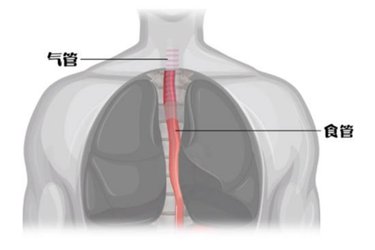 人体胸部器官位置分布图