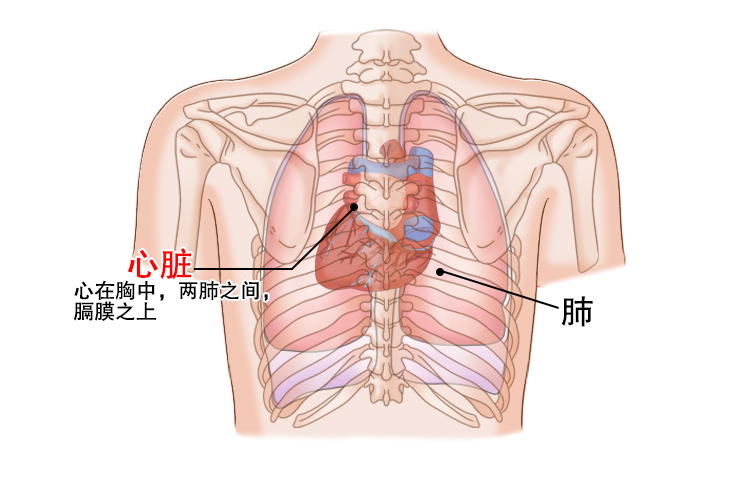 后背心位置图