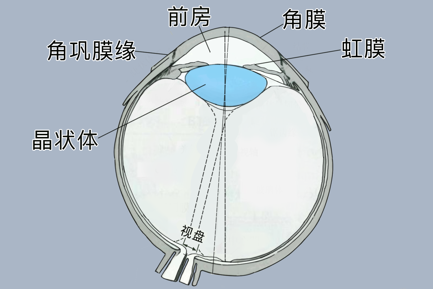 前房是眼睛的哪个位置图片 | 百度健康·医学科普