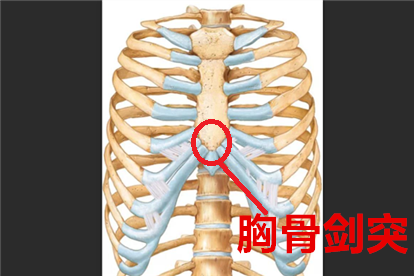 胸骨尖的位置图片