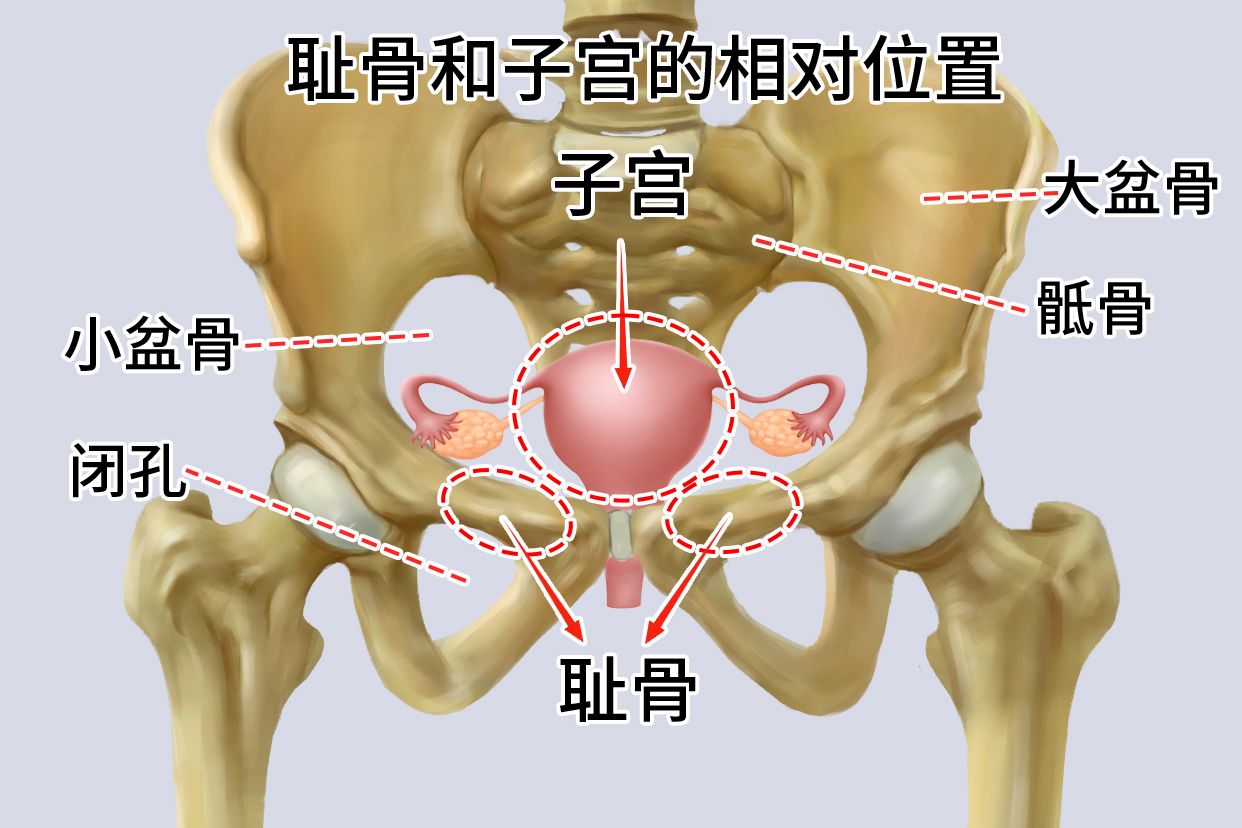 耻骨和子宫的相对位置图
