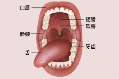 口腔解剖结构图