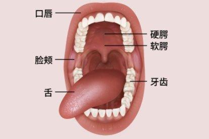 口腔解剖图| 百度健康·医学科普
