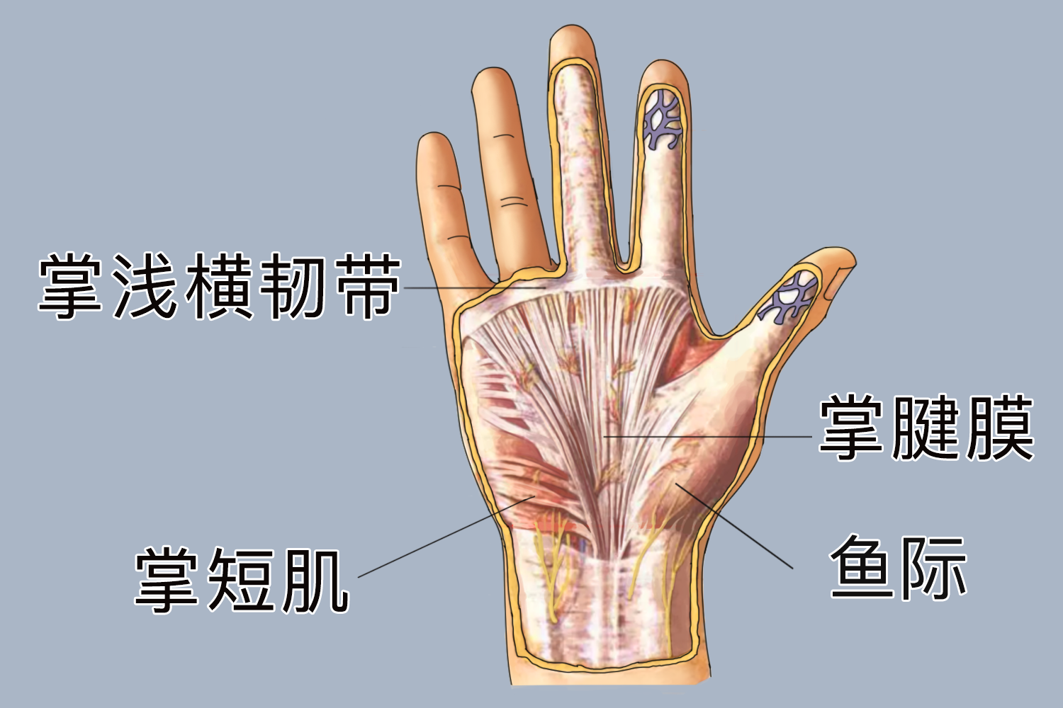 手掌部位示意图 | 百度健康·医学科普